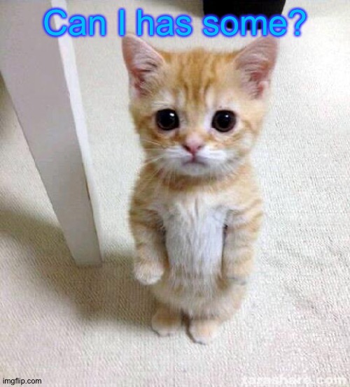 Cute Cat Meme | Can I has some? | image tagged in memes,cute cat | made w/ Imgflip meme maker