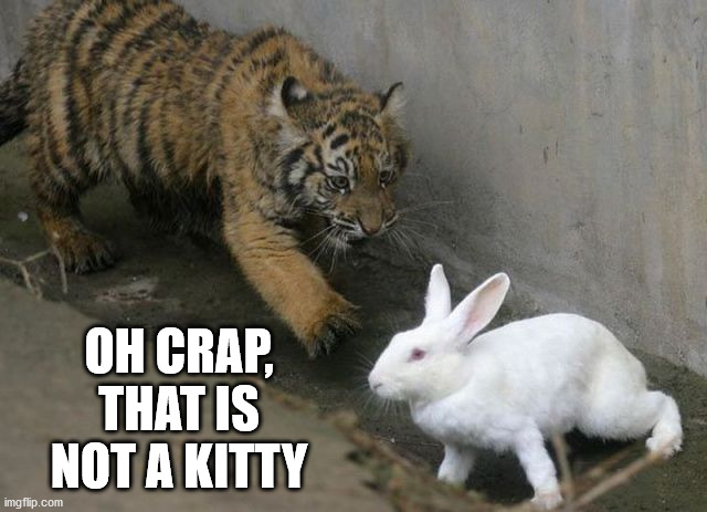 OH CRAP, THAT IS NOT A KITTY | image tagged in bunnies | made w/ Imgflip meme maker