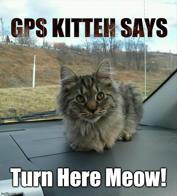 Turn Here Meow! | image tagged in cats | made w/ Imgflip meme maker