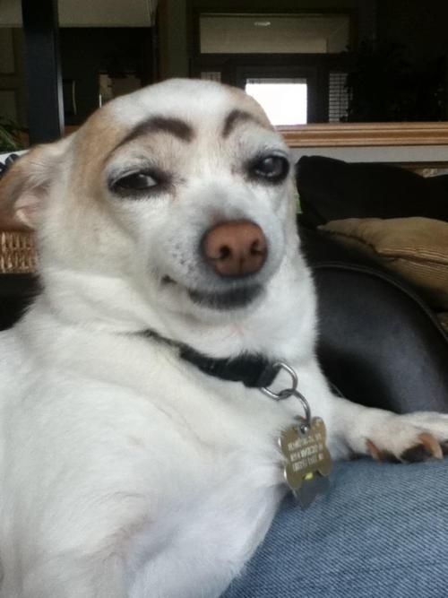 Eyebrowl dog Blank Meme Template