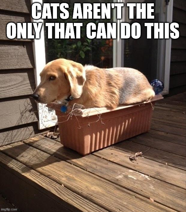 CATS AREN'T THE ONLY THAT CAN DO THIS | image tagged in dogs | made w/ Imgflip meme maker