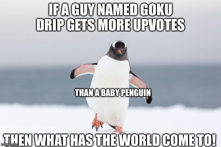 Baby penguin |  IF A GUY NAMED GOKU DRIP GETS MORE UPVOTES; THAN A BABY PENGUIN; THEN WHAT HAS THE WORLD COME TO! | image tagged in penguin,goku drip,this is,an outrage,baby | made w/ Imgflip meme maker