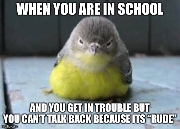 :( | WHEN YOU ARE IN SCHOOL; AND YOU GET IN TROUBLE BUT YOU CAN’T TALK BACK BECAUSE ITS “RUDE” | image tagged in sad,bird,unhappy,school,talk,back | made w/ Imgflip meme maker