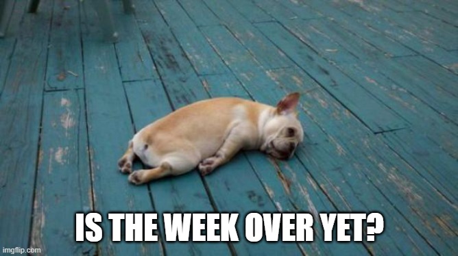 Is the week over yet? | IS THE WEEK OVER YET? | image tagged in tired dog,friday,funny,smol dog,pug,shorthaireddog | made w/ Imgflip meme maker