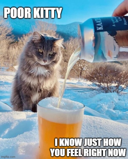 POOR KITTY; I KNOW JUST HOW YOU FEEL RIGHT NOW | image tagged in beer,cats,cold beer here,craft beer,funny cats,drink beer | made w/ Imgflip meme maker