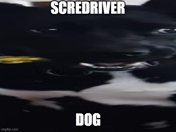 screwdriver dog | SCREDRIVER; DOG | image tagged in dog | made w/ Imgflip meme maker