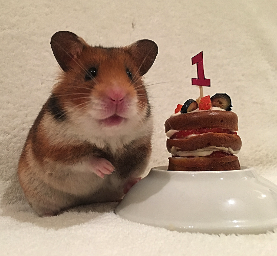 High Quality Hamster cake Blank Meme Template