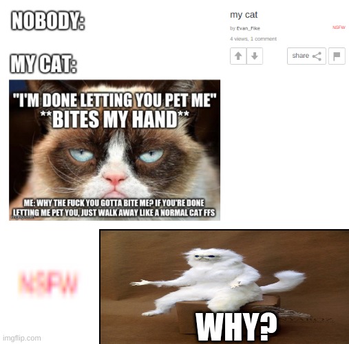 why? | WHY? | image tagged in meme,cat | made w/ Imgflip meme maker