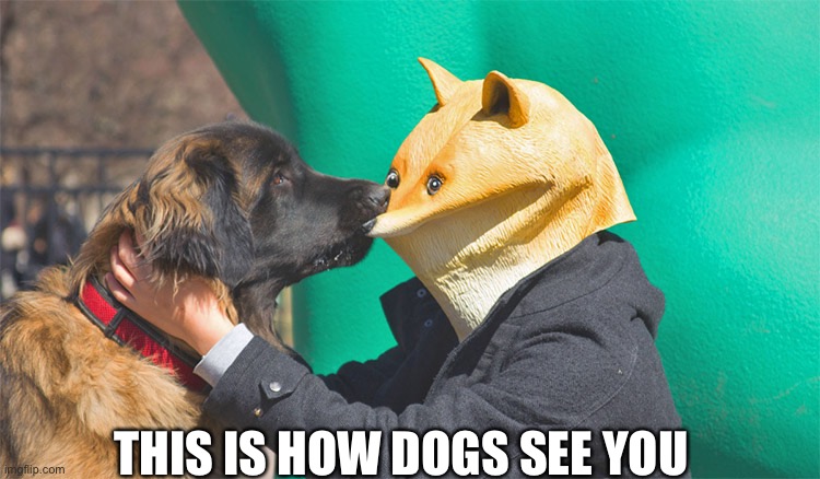 This is how dogs see you | THIS IS HOW DOGS SEE YOU | image tagged in doge being bitten,doge,meme,bitten,dogs,funny dogs | made w/ Imgflip meme maker