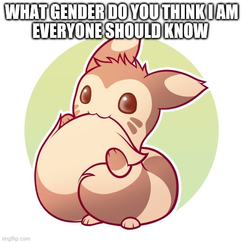 Cute ferret | WHAT GENDER DO YOU THINK I AM
EVERYONE SHOULD KNOW | image tagged in cute ferret | made w/ Imgflip meme maker