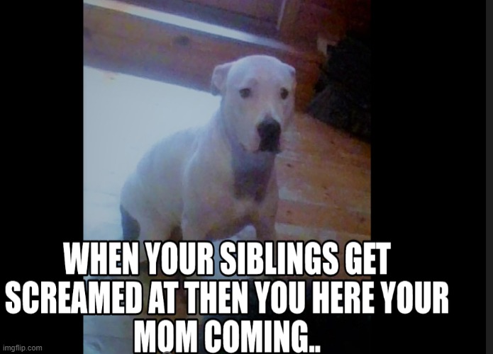This is actually my doggo waiting for her toy because my other dog stole it. | image tagged in scared dog | made w/ Imgflip meme maker