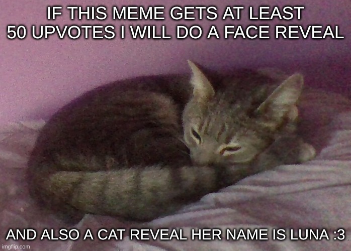 my little baby princess eeeeeeee | IF THIS MEME GETS AT LEAST 50 UPVOTES I WILL DO A FACE REVEAL; AND ALSO A CAT REVEAL HER NAME IS LUNA :3 | image tagged in cats,pets,baby,princess luna | made w/ Imgflip meme maker