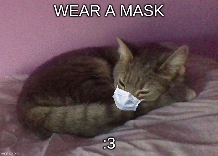 mah baby luna setting an example | WEAR A MASK; :3 | image tagged in cat,mask | made w/ Imgflip meme maker