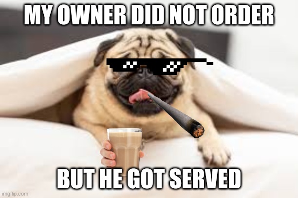 pug | MY OWNER DID NOT ORDER; BUT HE GOT SERVED | image tagged in thug life | made w/ Imgflip meme maker