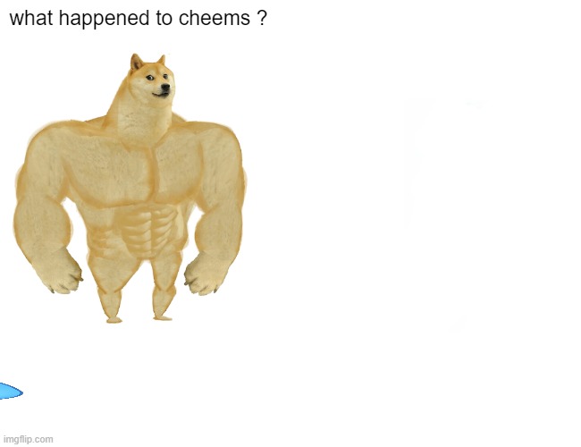 Help me find cheems or I will die | what happened to cheems ? | image tagged in memes,buff doge vs cheems | made w/ Imgflip meme maker