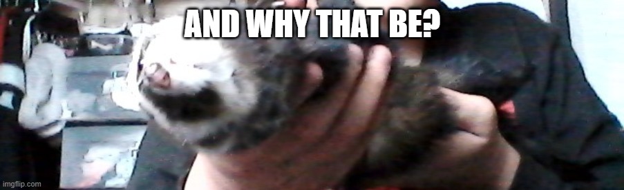 long upside down ferret | AND WHY THAT BE? | image tagged in long upside down ferret | made w/ Imgflip meme maker