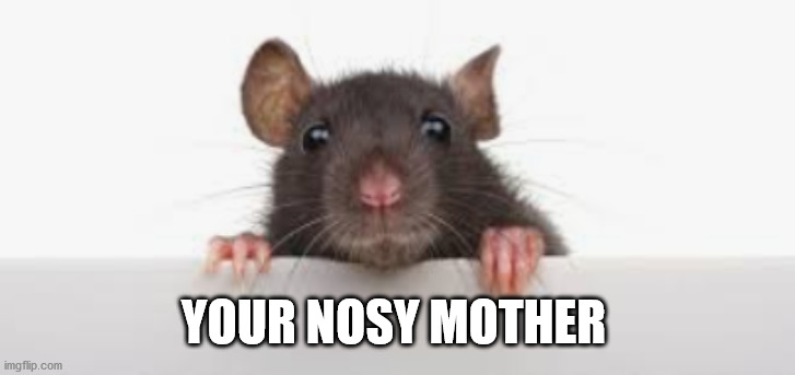 Rat Meme | YOUR NOSY MOTHER | image tagged in rats,nosy mom | made w/ Imgflip meme maker