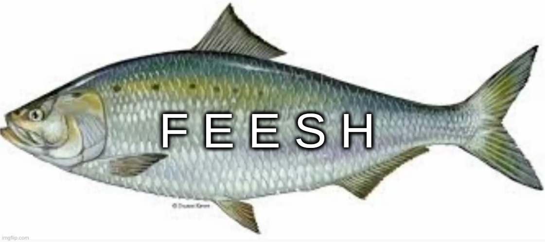 idk | F E E S H | image tagged in memes,funny,fish | made w/ Imgflip meme maker