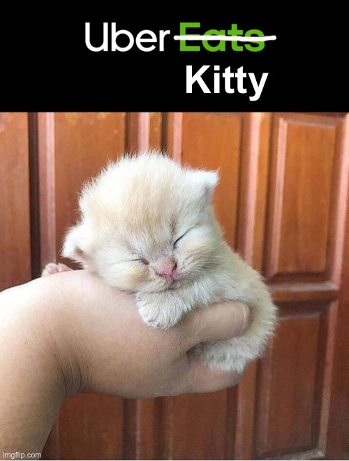 Did Somebody Order a Kitty? | Kitty | image tagged in funny memes,funny cat memes,cats,kitten | made w/ Imgflip meme maker