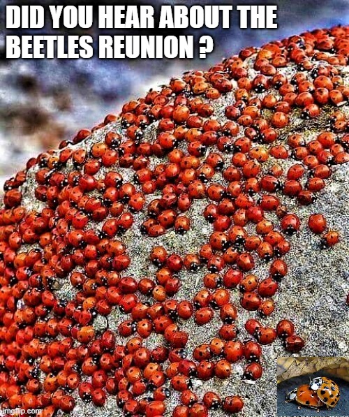 beetles reunion |  DID YOU HEAR ABOUT THE
BEETLES REUNION ? | image tagged in beetles reunion,beetles meeting,the beetles,lady bugs,family reunion | made w/ Imgflip meme maker