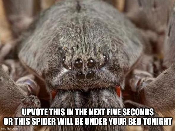 Bad spider | UPVOTE THIS IN THE NEXT FIVE SECONDS OR THIS SPIDER WILL BE UNDER YOUR BED TONIGHT | image tagged in bad spider | made w/ Imgflip meme maker