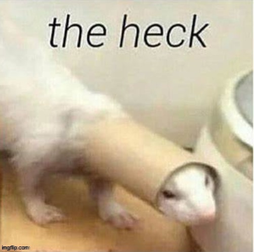 Ferret the heck | image tagged in ferret the heck | made w/ Imgflip meme maker