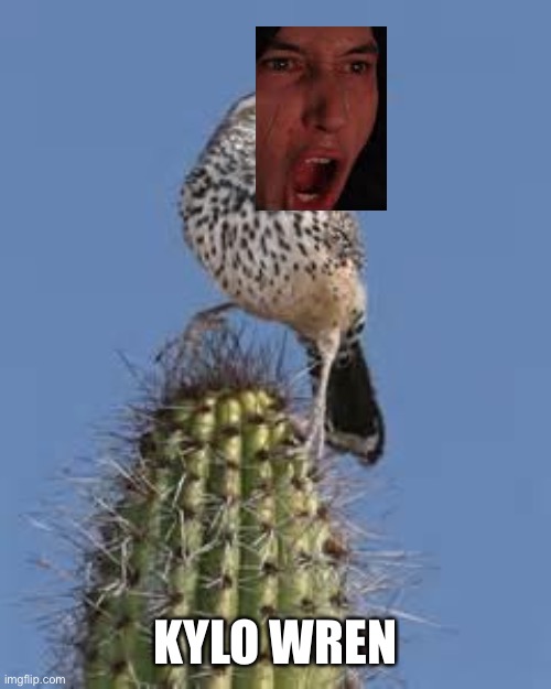 End this | KYLO WREN | image tagged in cactus wren | made w/ Imgflip meme maker