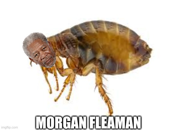 Morgan Fleaman will haunt ur dreams | MORGAN FLEAMAN | image tagged in this morgan freeman | made w/ Imgflip meme maker