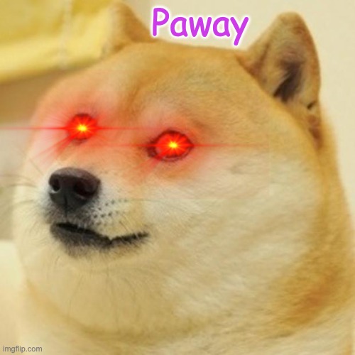 Paway Laser Eyes | Paway | image tagged in memes,dog,paway | made w/ Imgflip meme maker