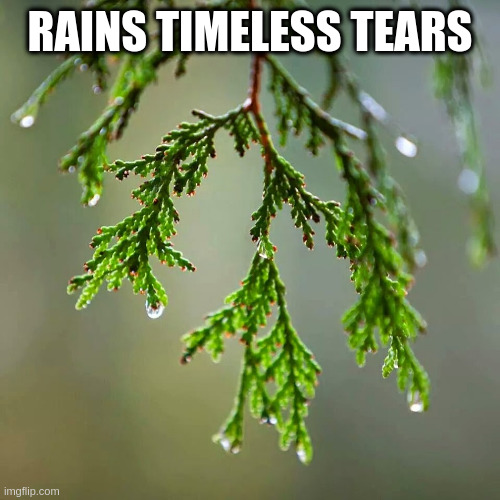 Cedar | RAINS TIMELESS TEARS | image tagged in cedar | made w/ Imgflip meme maker