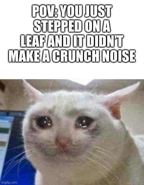 *Sad Introvert Noises* | POV: YOU JUST STEPPED ON A LEAF AND IT DIDN’T MAKE A CRUNCH NOISE | image tagged in sad cat | made w/ Imgflip meme maker