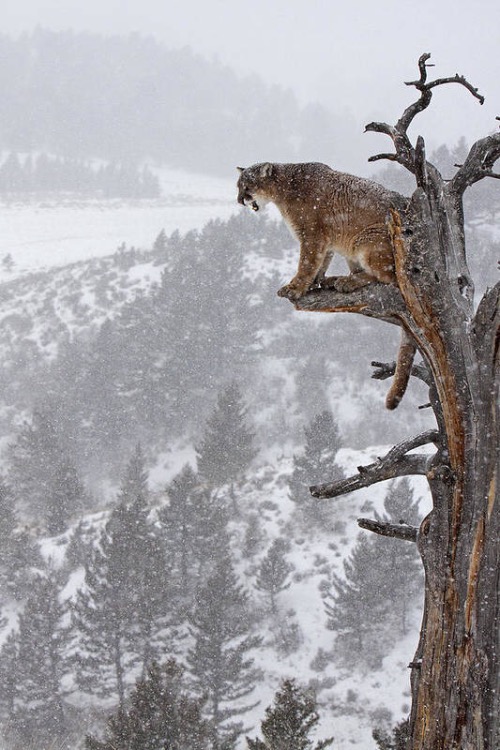 Cougar on a Treetop | image tagged in awesome,pics,photography | made w/ Imgflip meme maker