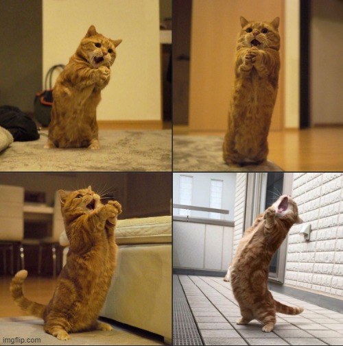 cat sing 4 panels | image tagged in cat,sing | made w/ Imgflip meme maker