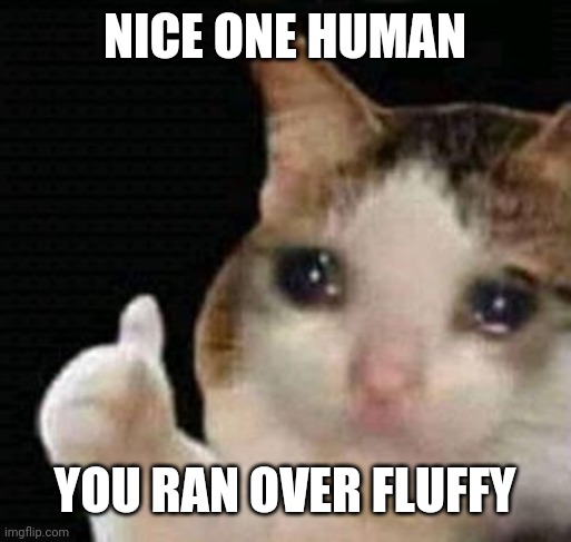 sad thumbs up cat | NICE ONE HUMAN; YOU RAN OVER FLUFFY | image tagged in sad thumbs up cat | made w/ Imgflip meme maker