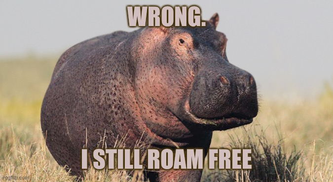 Hippo | WRONG. I STILL ROAM FREE | image tagged in hippo | made w/ Imgflip meme maker