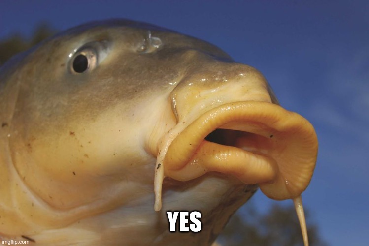 Carp | YES | image tagged in carp | made w/ Imgflip meme maker