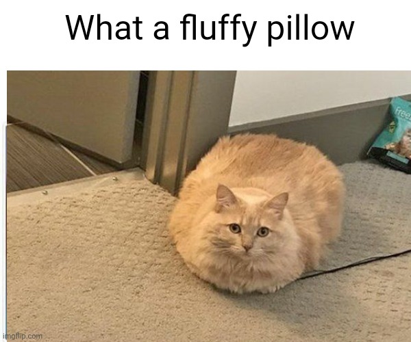 Fluffy cat meme | What a fluffy pillow | image tagged in cats | made w/ Imgflip meme maker