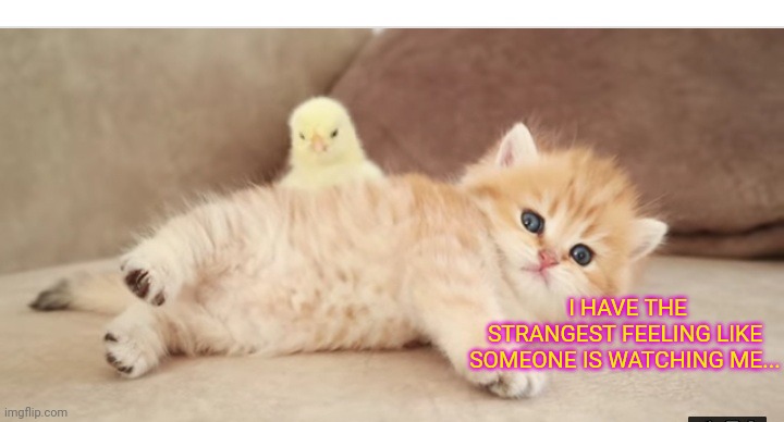 Spy-Chick | I HAVE THE STRANGEST FEELING LIKE SOMEONE IS WATCHING ME... | image tagged in cute kittens,cuddle | made w/ Imgflip meme maker