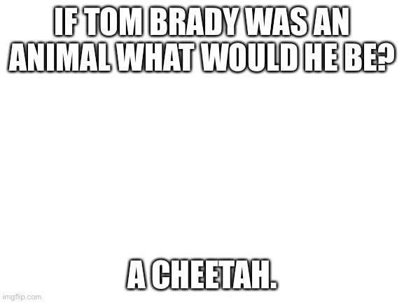Tom Brady cheater time boi | IF TOM BRADY WAS AN ANIMAL WHAT WOULD HE BE? A CHEETAH. | image tagged in blank white template | made w/ Imgflip meme maker