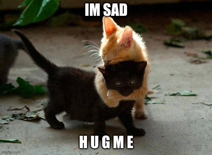 *reaches out to hug* | IM SAD; H U G M E | image tagged in kitten hug | made w/ Imgflip meme maker