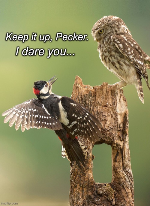 Annoying Woodpecker | Keep it up, Pecker. I dare you... | image tagged in funny memes,owls,woodpeckers | made w/ Imgflip meme maker