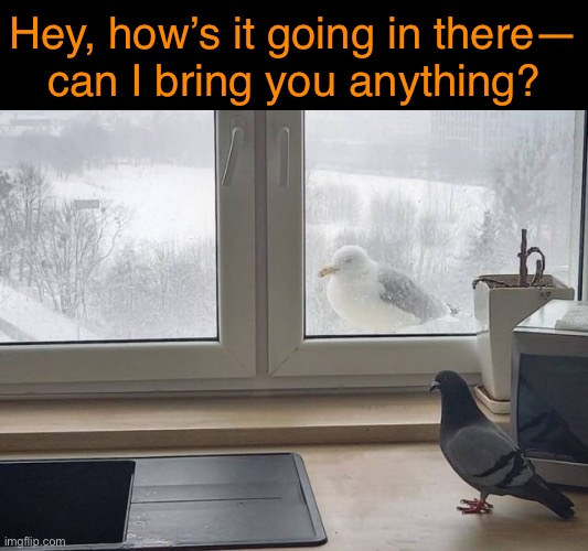 Winter Sarcasm | Hey, how’s it going in there—
can I bring you anything? | image tagged in funny memes,birds,winter | made w/ Imgflip meme maker