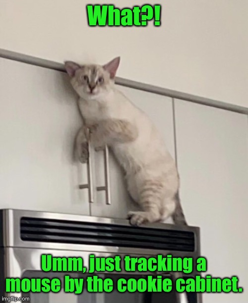 Yes, yes, that’s right | What?! Umm, just tracking a mouse by the cookie cabinet. | image tagged in cat,above stove,busted,excuses | made w/ Imgflip meme maker
