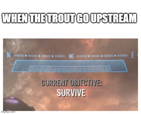epic trout | WHEN THE TROUT GO UPSTREAM | image tagged in current objective survive,trout memes | made w/ Imgflip meme maker