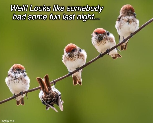 Looks Like a Hangover | Well! Looks like somebody had some fun last night... | image tagged in funny memes,birds,hangover | made w/ Imgflip meme maker