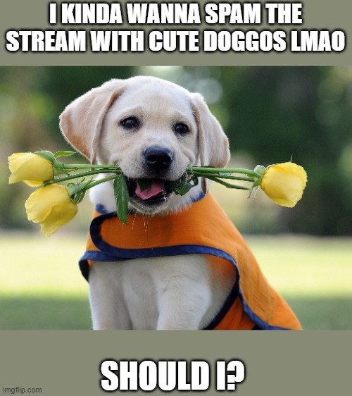 Cute dog | I KINDA WANNA SPAM THE STREAM WITH CUTE DOGGOS LMAO; SHOULD I? | image tagged in cute dog | made w/ Imgflip meme maker