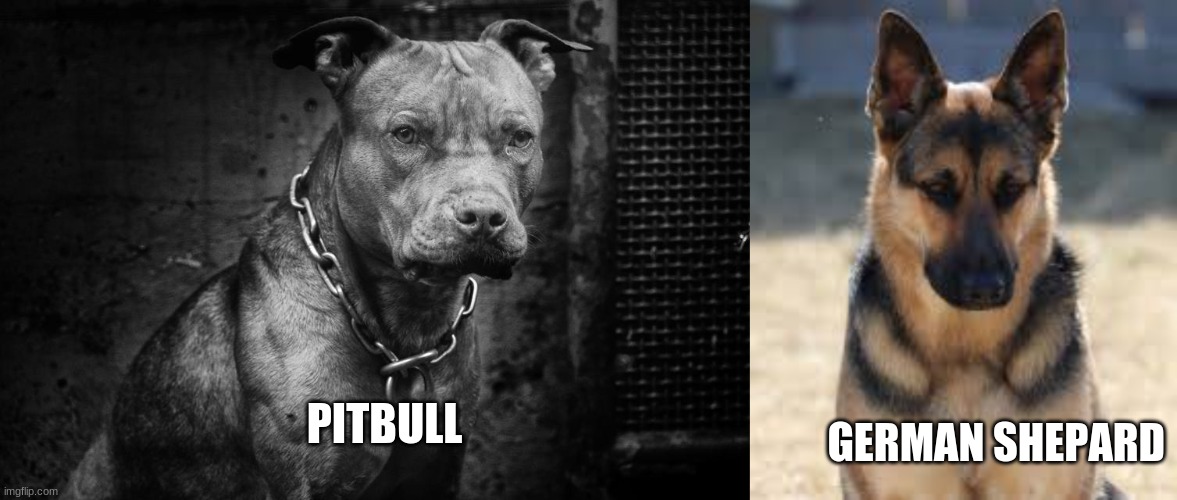 i tried to make it as neutral as possible honest opinions who would win in a fight and explain in the comments | GERMAN SHEPARD; PITBULL | image tagged in questions,answers,ratings,memes,fights | made w/ Imgflip meme maker