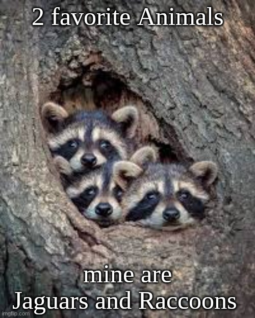 Raccoons don't like human Garbage. They eat it because they need food and when there desperate (Near the point of starving) they | 2 favorite Animals; mine are Jaguars and Raccoons | image tagged in funny,cute,nature | made w/ Imgflip meme maker