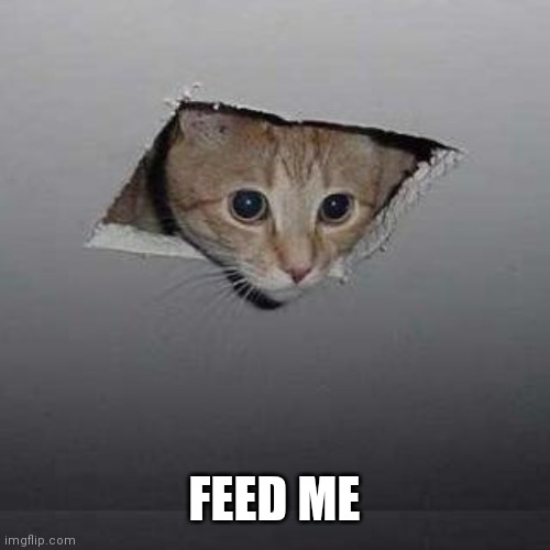 Ceiling Cat Meme | FEED ME | image tagged in memes,ceiling cat | made w/ Imgflip meme maker