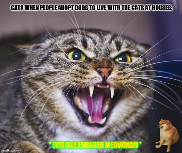 Angry Cat | CATS WHEN PEOPLE ADOPT DOGS TO LIVE WITH THE CATS AT HOUSES:; * (VISIBLE ENRAGED MEOWING!) * | image tagged in memes,angry cat,original stoner dog | made w/ Imgflip meme maker